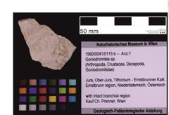 Foto (Objekt + Etiketten) von Goniodromites sp. (NHMW-GEO-1990-0041-0115b)